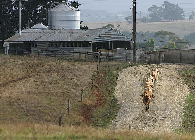 <b>Cow Factory  *</b>  by Neil Lawson