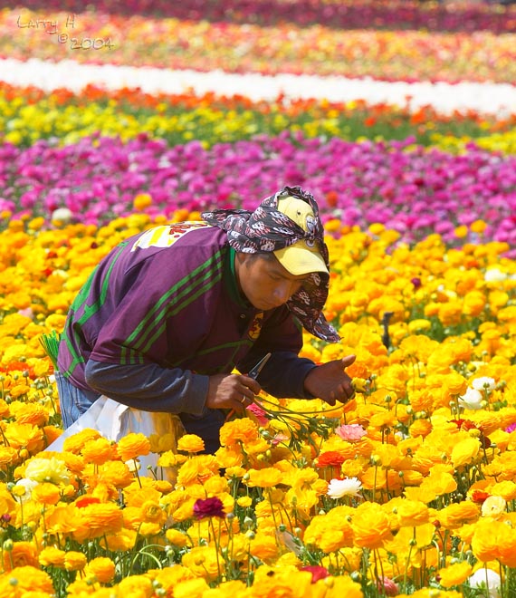 Blooming Industry</b><br>by<br>Larry