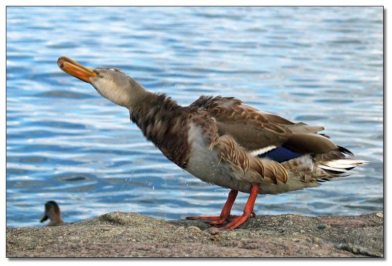 Flicking Duck * by arra