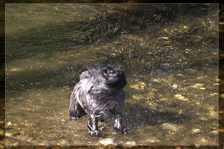 <b>Dog Shake*</b><br><i>podster</i>