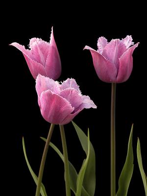 Tulips with Boas