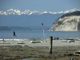 Juvenile Bald Eagles