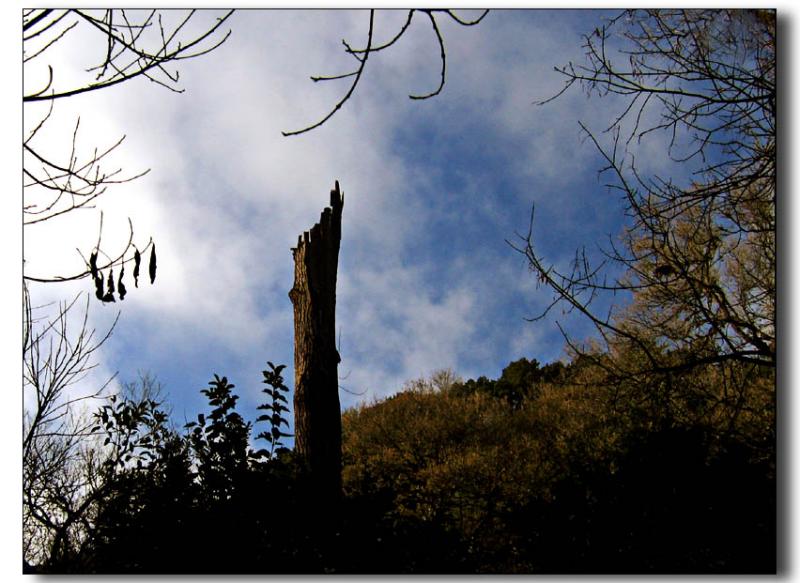 Stump*