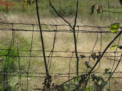Don't Fence Me In *