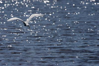 Shimmer*