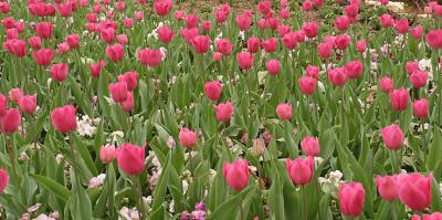 Tiptoe Through the Tulips