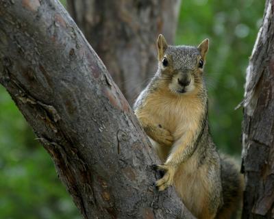 Got Nuts?  *