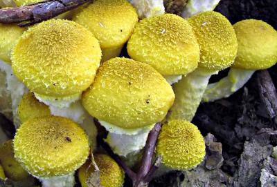 Yellow Mushrooms *