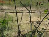 Dont Fence Me In  *