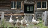 Mother Goose by Jethro Tull  *