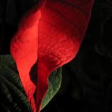 Red and Black (*)