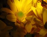 Mellow Yellow     *