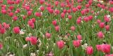 Tiptoe Through the Tulips