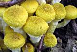 Yellow Mushrooms *