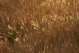 Cattails *
