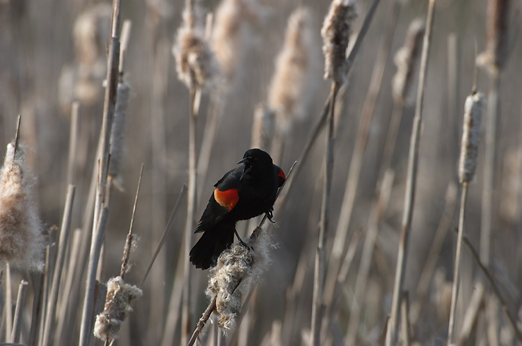 Bye Bye Blackbird
