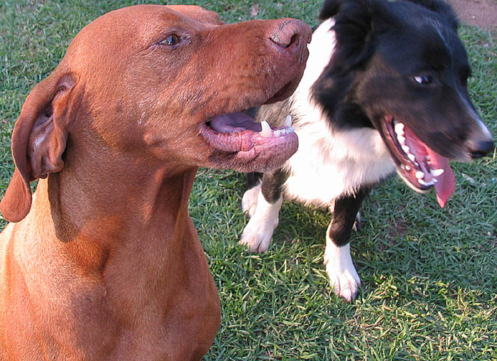 Who Let the Dogs Out ( * )