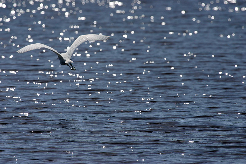 Shimmer*