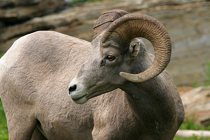 Sheep*