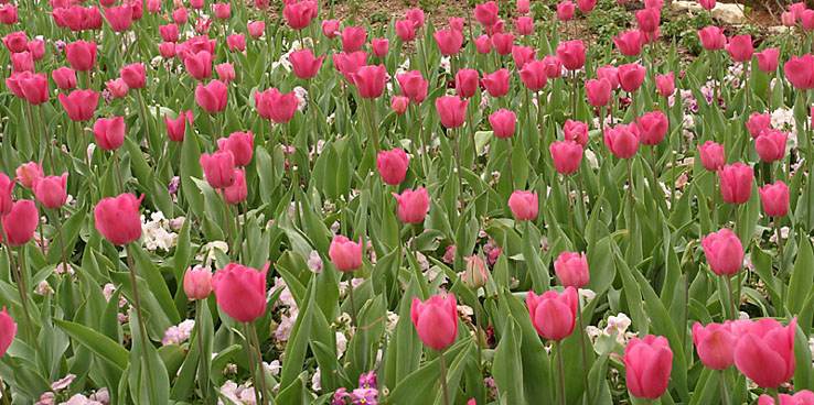 Tiptoe Through the Tulips
