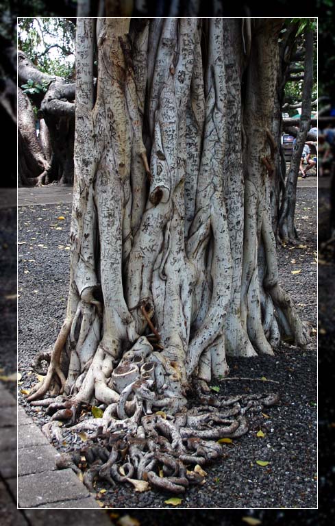 <b>Mother Natures Architecture</b> *