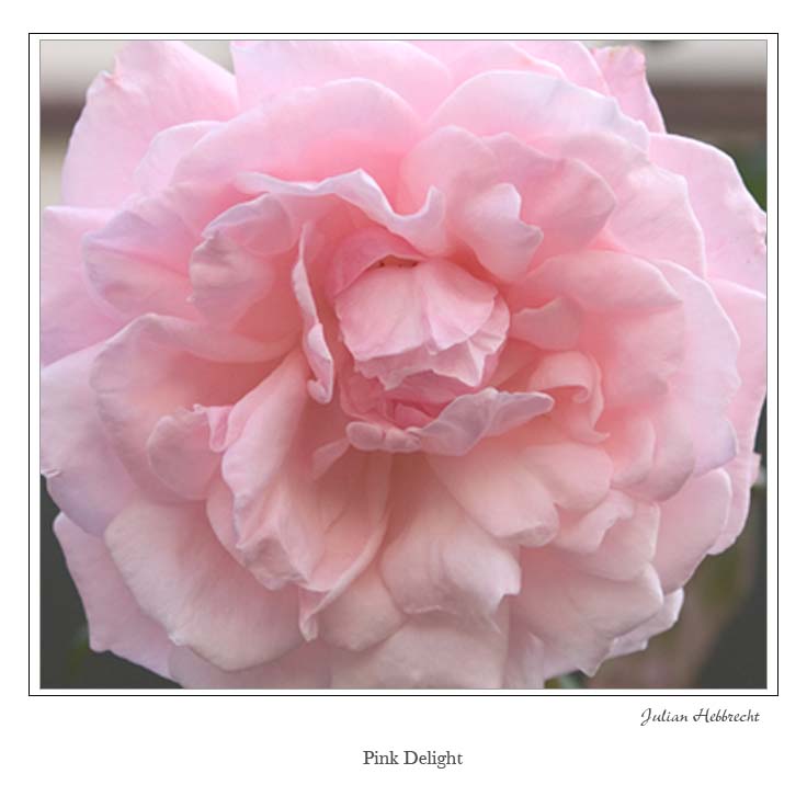 Pink Delight