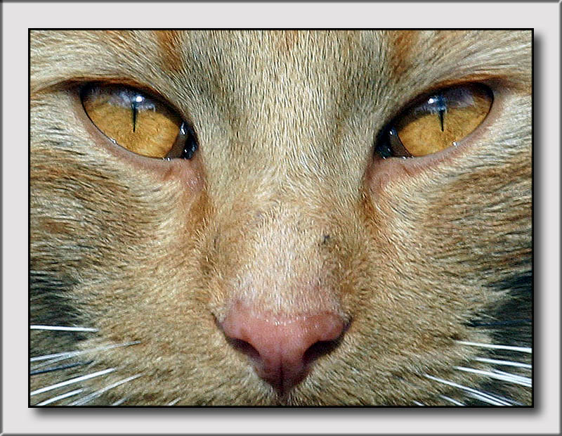 Farm Cat