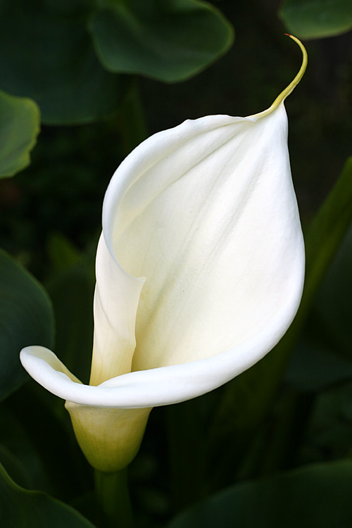 Calla Lily*