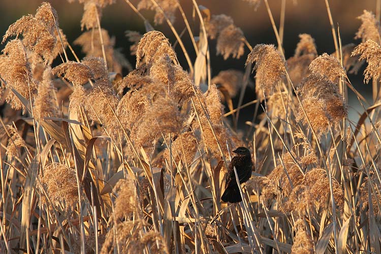 Blackbird in Reeds *