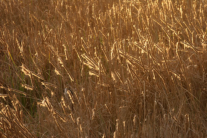Cattails *