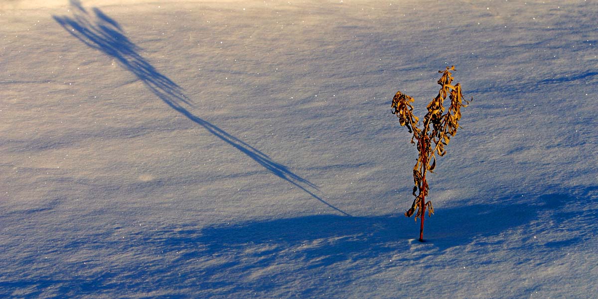 Winter Wait  *