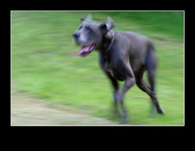 u43/cybernie/medium/33582003.FastDog.jpg