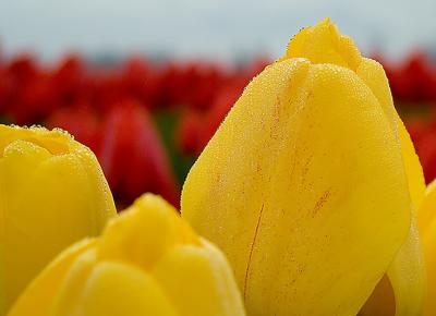 Tulip Fest 9