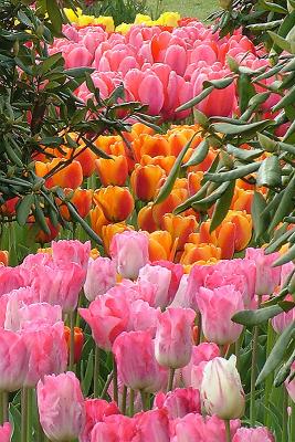 Skagit Valley Tulip Festival