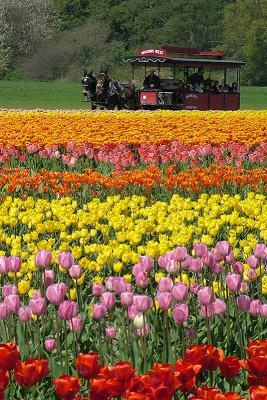 Tulip Fest 6