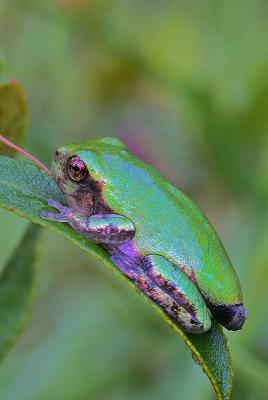 Tree Frog