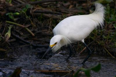 Snowy Egret