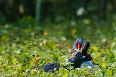 Purple Gallinule