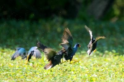 Purple Gallinule