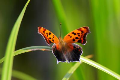 Eastern Comma