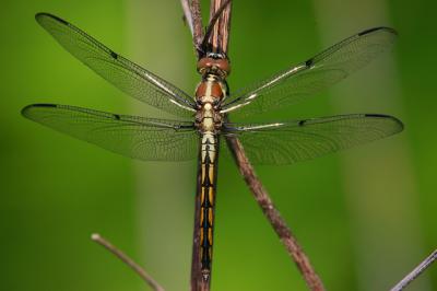 Great Blue Skimmer (very fresh female)