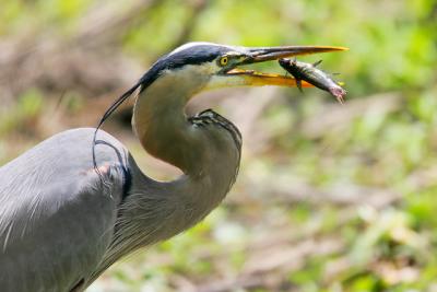 Great Blue Heron