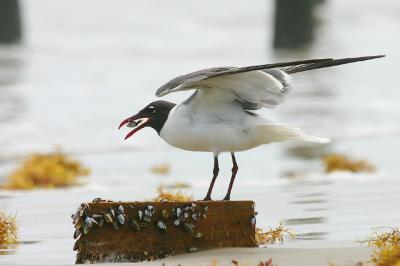 Laughing Gull