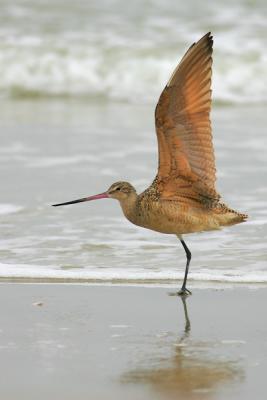 Marbled Godwit