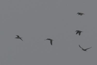 Northern Gannet