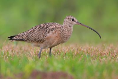 Long-billed Curlew