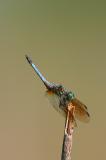 Blue Dasher