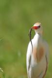 Cattle Egret w/Skink