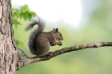 Gray Squirrel