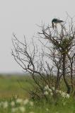 White-tailed Kite